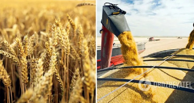 От і все! В ООН повідомили на скільки часу у світі залишилося запасів пшениці на складах