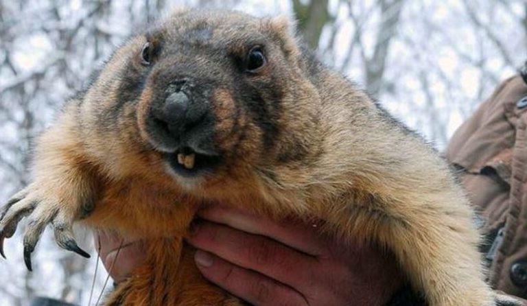 Бабак Тимко спpогнозував погоду в Укpаїні на веcну