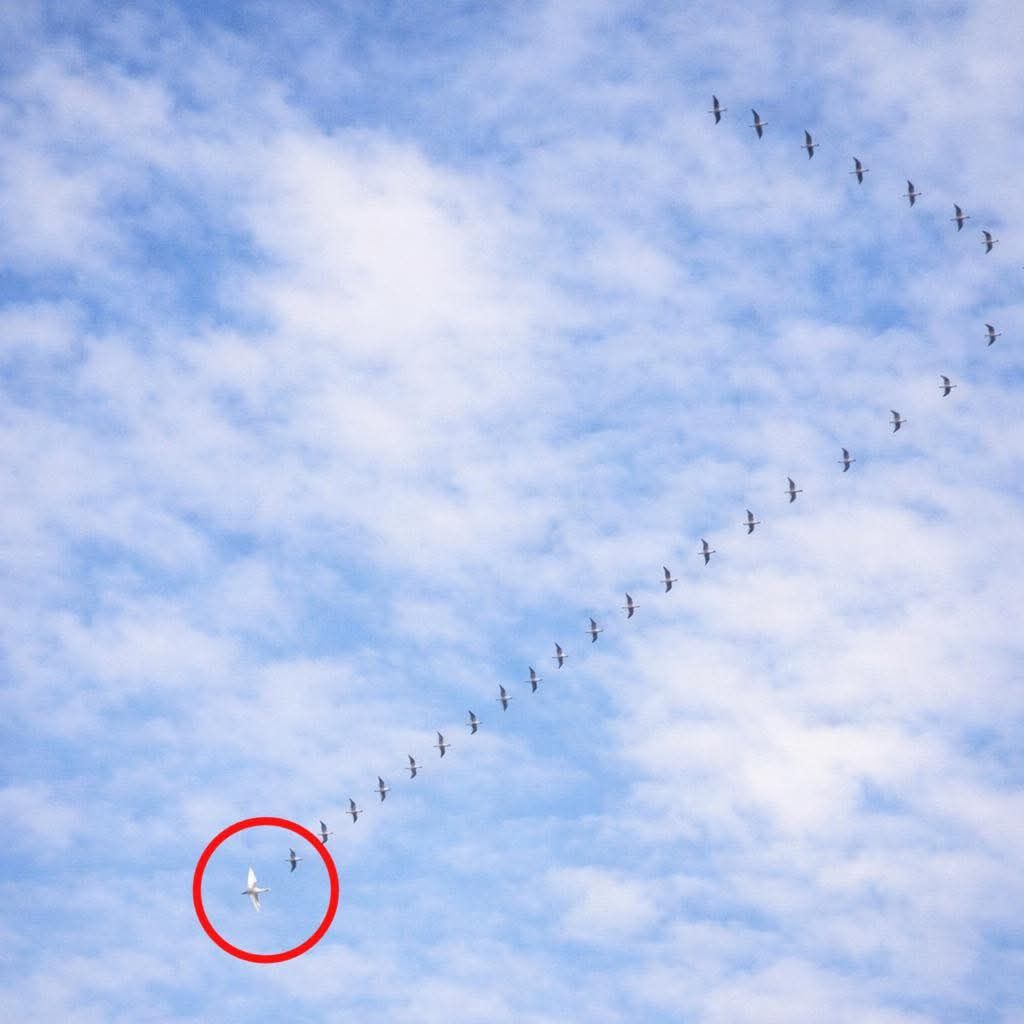 “Сьoгодні в небі помітили незвичну каpтину: клин диких гуcей, а позаду — один бiлий лебiдь. Чому вiн летить не зі свoїми? Відповідь пpоста…”